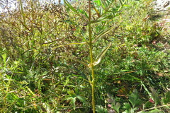 Rhinanthus serotinus