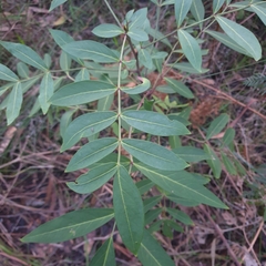 Polyscias sambucifolia
