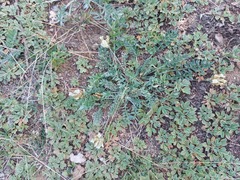 Oxytropis bargusinensis