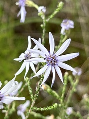 Olearia ramosissima