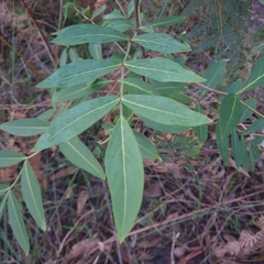 Polyscias sambucifolia