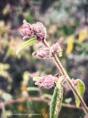 Commersonia breviseta