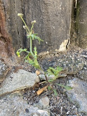 Senecio vulgaris