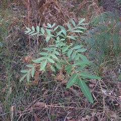 Polyscias sambucifolia