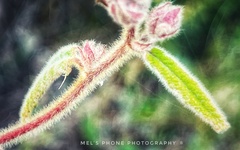 Commersonia breviseta