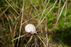 Pseudotachea splendida
