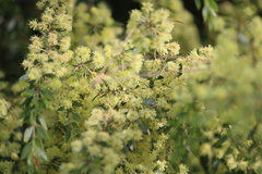 Acacia howittii