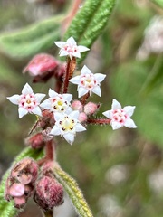 Commersonia breviseta