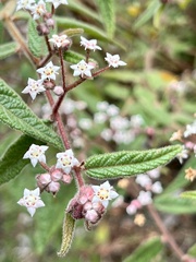 Commersonia breviseta