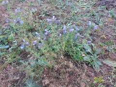 Dracocephalum olchonense