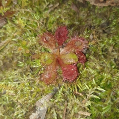 Drosera aberrans