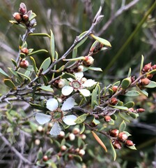 Leptospermum coriaceum