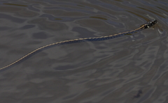 Thamnophis marcianus