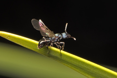 Rhytidoponera victoriae