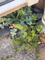 Sonchus oleraceus