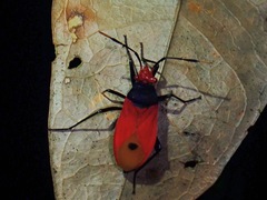 Pyrrhocoridae