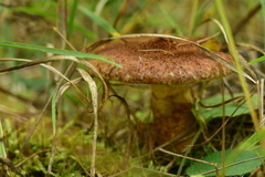 Suillus cavipes
