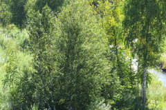 Betula pubescens