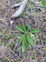 Viola gmeliniana