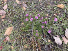 Myrtoideae