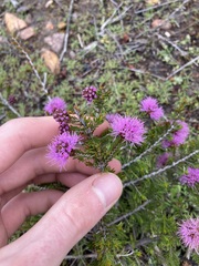 Myrtoideae