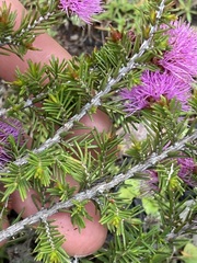 Myrtoideae