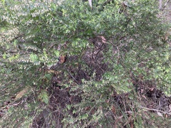Styphelia setigera