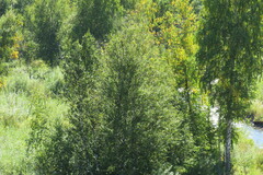 Betula pubescens