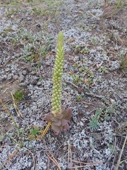 Orostachys malacophylla