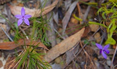 Glossodia minor