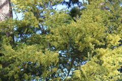 Acacia howittii
