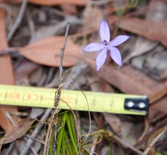 Glossodia minor