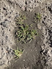 Poa