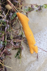 Porifera