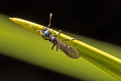 Rhytidoponera victoriae