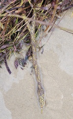 Botrylloides perspicuus