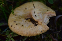 Lactarius pubescens