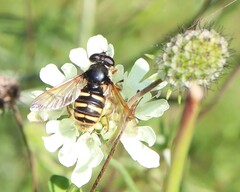 Sericomyia silentis