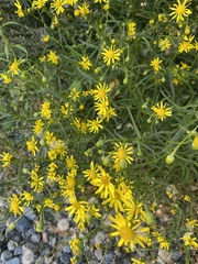 Senecio inaequidens
