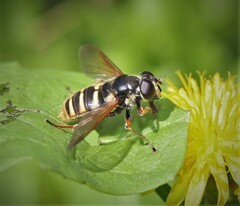 Sericomyia silentis