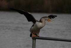 Anhinga novaehollandiae