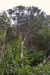 Pseudopanax crassifolius