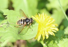 Sericomyia silentis