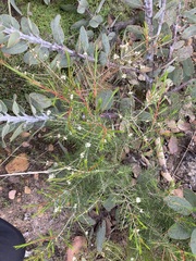 Hypocalymma angustifolium