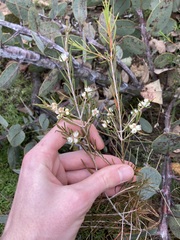 Hypocalymma angustifolium