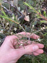 Hypocalymma angustifolium
