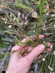 Hypocalymma angustifolium