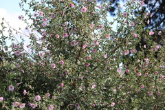 Anisodontea