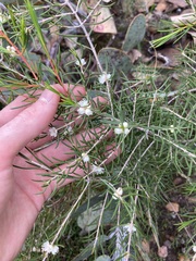 Hypocalymma angustifolium