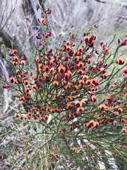 Daviesia brevifolia
